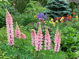 Maybe you would like to learn more about one of these? Anna S Wisconsin Paradise Finegardening