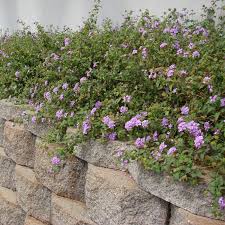 Image result for Lantana