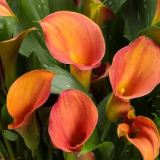 Image result for Zantedeschia