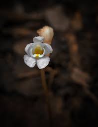 Image result for Didymoplexis