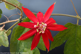 Image result for Passiflora vitifolia