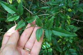 Image result for Jasminum polyanthum