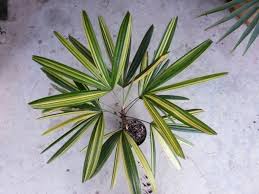 Palmenarten Zimmerpflanzen Rhapis Excelsa Gehort Zu Den Zimmerpalmen Palmenarten Zimmerpflanzen Pflanzen