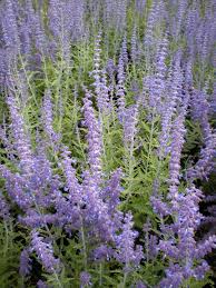 Image result for Perovskia atriplicifolia lacey blue lisslitt photo