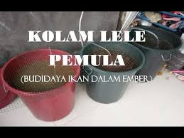 Detikfood senin, 23 nov 2020 10:30 wib pakai ember dan terpal, 5 orang ini berhasil budidaya ikan lele. Ide Usaha Budidaya Lele Pemula Dalam Ember Youtube