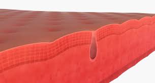 3d Model Anatomy Skin Medical Cross Section Human Slice Doctor Pore Epidermis Surface System Internal Organ Inner In 3d Model Model Skin Pores