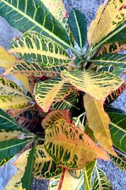 Image result for Codiaeum variegatum