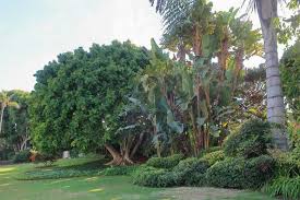 Image result for Strelitzia nicolai