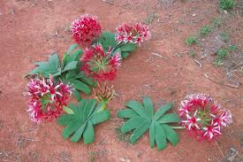 Image result for Ammocharis