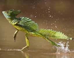 Double Crested Basilisk Cute Reptiles Lizard Reptiles
