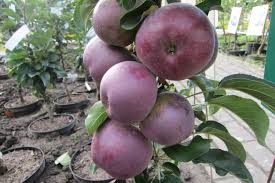 Apfel left the game4 minutes ago. Gehlhaar Gartenbaumschule Hannover Pflanzen Obstgeholze Malus Domestica Blue Moon Malus Domestica Blue Moon