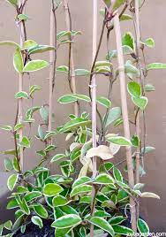 Хойи на букву а hoya anulata hoya archboldiana hoya ariadna hoya australis hoya acicularis hoya alagensis hoya albiflora hoya anncajanoae. The Beloved Hoyas Care And Repotting Tips