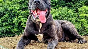 The term bandogge is a generic name for all mastiffs of the bulldog hybrid. 14 Fascinating Facts About Bandogs Ned Hardy