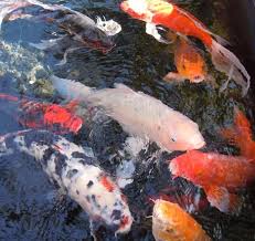 The pond is run via a single botton drain to a nexus 220 which is situated around 18 feet away. The Best Koi Pond Pumps 2021 Reviews Costs Pond Informer