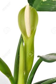 Image result for dieffenbachia flower