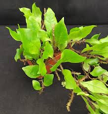 Image result for Microsorum