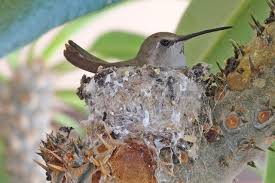 Hummingbirds nesting and feeding coloring page. Hummingbird Parenting Ask A Biologist
