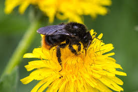 Image result for Bombus rupestris