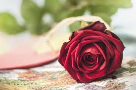 Die rote rose galt schon immer als könig unter den blumen, und ein strauß roter rosen ist das wertvollste und begehrteste geschenk. Schulaktion Rosen Zu Valentinstag Verteilen Blumigo