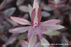 Image result for Alternanthera sessilis