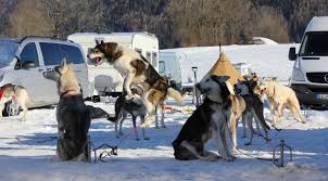 Von denen im zoohandel angebotenen halte ich nicht viel. Schlittenhunde Wollt Ihr Denn Ewig Rennen Technik Faz