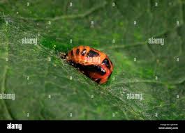 Ladybird (Coccinellidae), cova di scarafaggio dalla pupa, Germania Foto  stock - Alamy