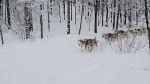 If conditions are poor, such as extreme cold or fresh snow, the dogs' speed can drop to 6 or 7 miles per hour. Meet 5 Of The Women Racing In This Year S Iditarod Vogue