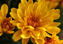 Maybe you would like to learn more about one of these? National Native And Popular Flowers Of Japan The Flower Expert Amp 45 Flowers Encyclopedia