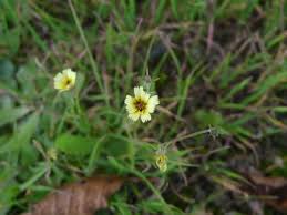 Image result for Tolpis