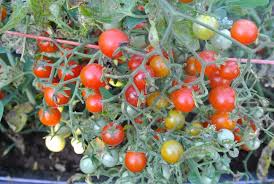 Maybe you would like to learn more about one of these? Tomato Sweet Cherriette Organic Adaptive Seeds Seeds Tomato Bountiful Garden