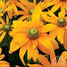 Image result for Rothia hirsuta