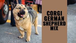 Interested in finding out more about the german shepherd? Corgi German Shepherd Mix 10 Facts On The Corman Shepherd Petmoo