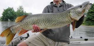 A brief history of muskie in iowa. The Fish Of 10 000 Casts Wally Bites