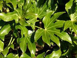 Si tratta di piante con foglie allungate, spesse, a superficie piana. Aralia Fatsia Japonica Fatsia Japonica Piante Da Interno Aralia Fatsia Japonica Appartamento