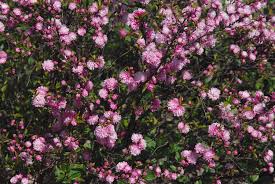 Check spelling or type a new query. Flowering Almond Bush Photograph By Robyn Stacey