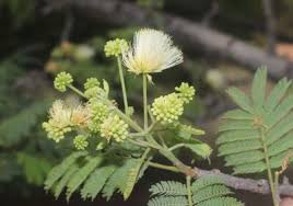 Image result for Albizia schimperiana
