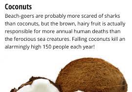 It cited 16 injuries from falling coconuts, with most being upper limb fractures or skull fractures, but no deaths were reported. Carlton Reid On Twitter Next From The Telegraph How Many People Die From Coconuts In The Tropics