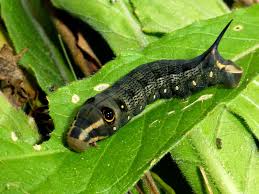 Image result for Hippotion celerio