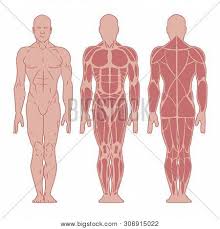Muscles of the body front/back. Stylized Muscle Man Vector Photo Free Trial Bigstock