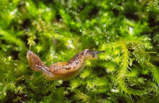 KUOW - Jumping slugs: the tiny, slimy acrobats of Northwest forests