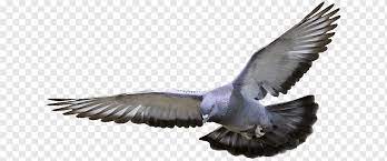 We png image provide users.png extension photos for free. Columbidae Domestic Pigeon Wedding White Flying Pigeon White Dove Illustration Animals Mirror Bird Png Pngwing