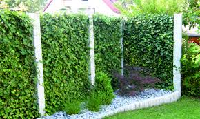 Die Efeuhecke Ist Seit Jahren Der Beliebteste Und Meistgepflanzte Sichtschutz Entdecken Sie Die Vo Garten Landschaftsbau Landschaftsbau Sichtschutzzaun Garten