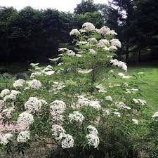 Image result for Sambucus canadensis