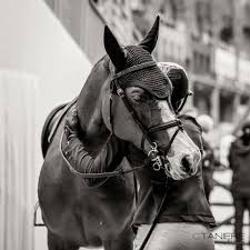 Conférence pénélope leprevost et michel robert. Penelope Leprevost Dit Adieu A Ses Anciens Chevaux De Tete Air Showjumper