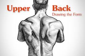 Back muscles are arranged in several layers, so they are divided into deep and superficial, which, in turn, are arranged in two layers. How To Draw Upper Back Muscles Form Proko