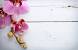 Orchid Close Up