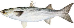 Black And White Striped Fish Florida Pin On Florida Fishing
