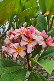 Image result for Plumeria rubra