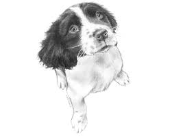 How to draw a dog with pencil. Tips For Drawing Realistic Pet Portraits