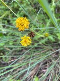 Image result for Berkheya zeyheri